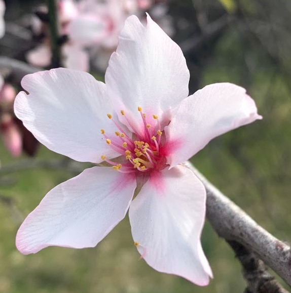 spring flower
