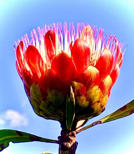 Protea