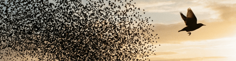 A murmuration of starlings flying in formation over a golden wetland at sunset.